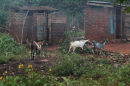 Ibulanku Village, Uganda